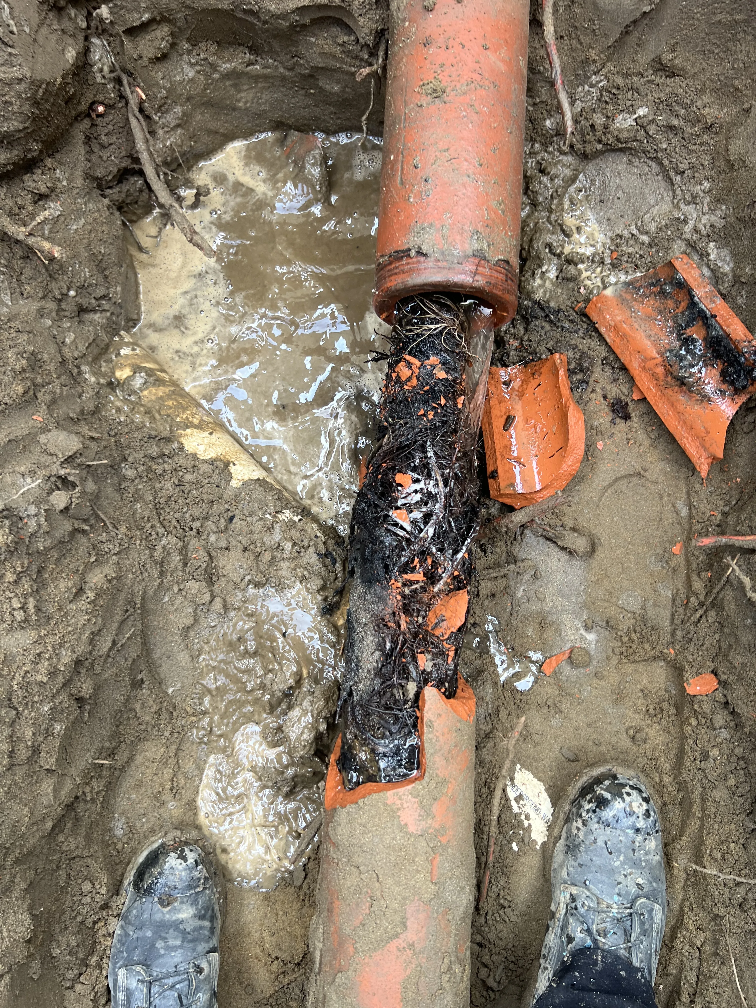 Broken sewer pipe with root intrusion exposed during excavation repair
